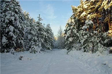 温馨咖啡屋《Nom Nom: Cozy Forest Café》上架steam 